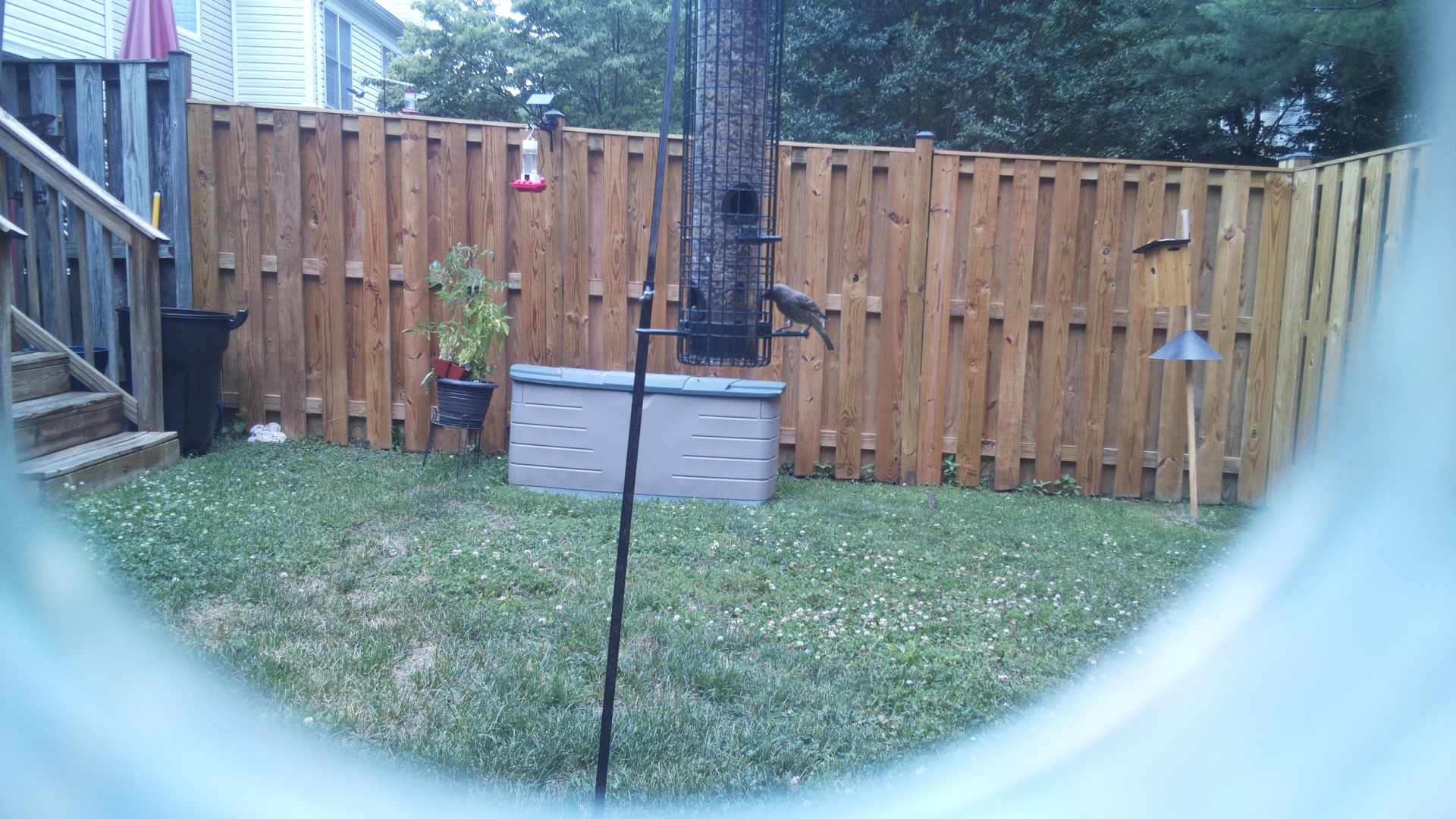 Likely Blackbird/Grackle