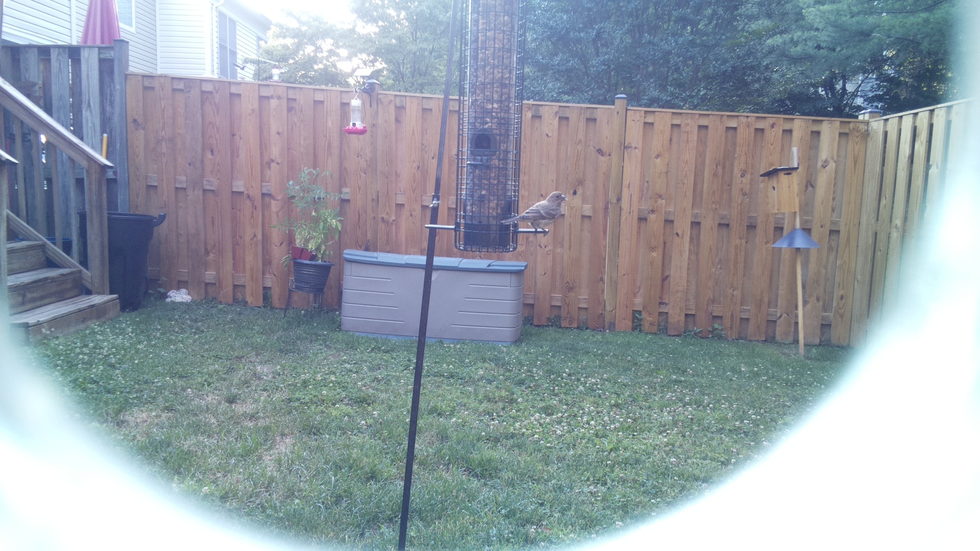 Likely Finch