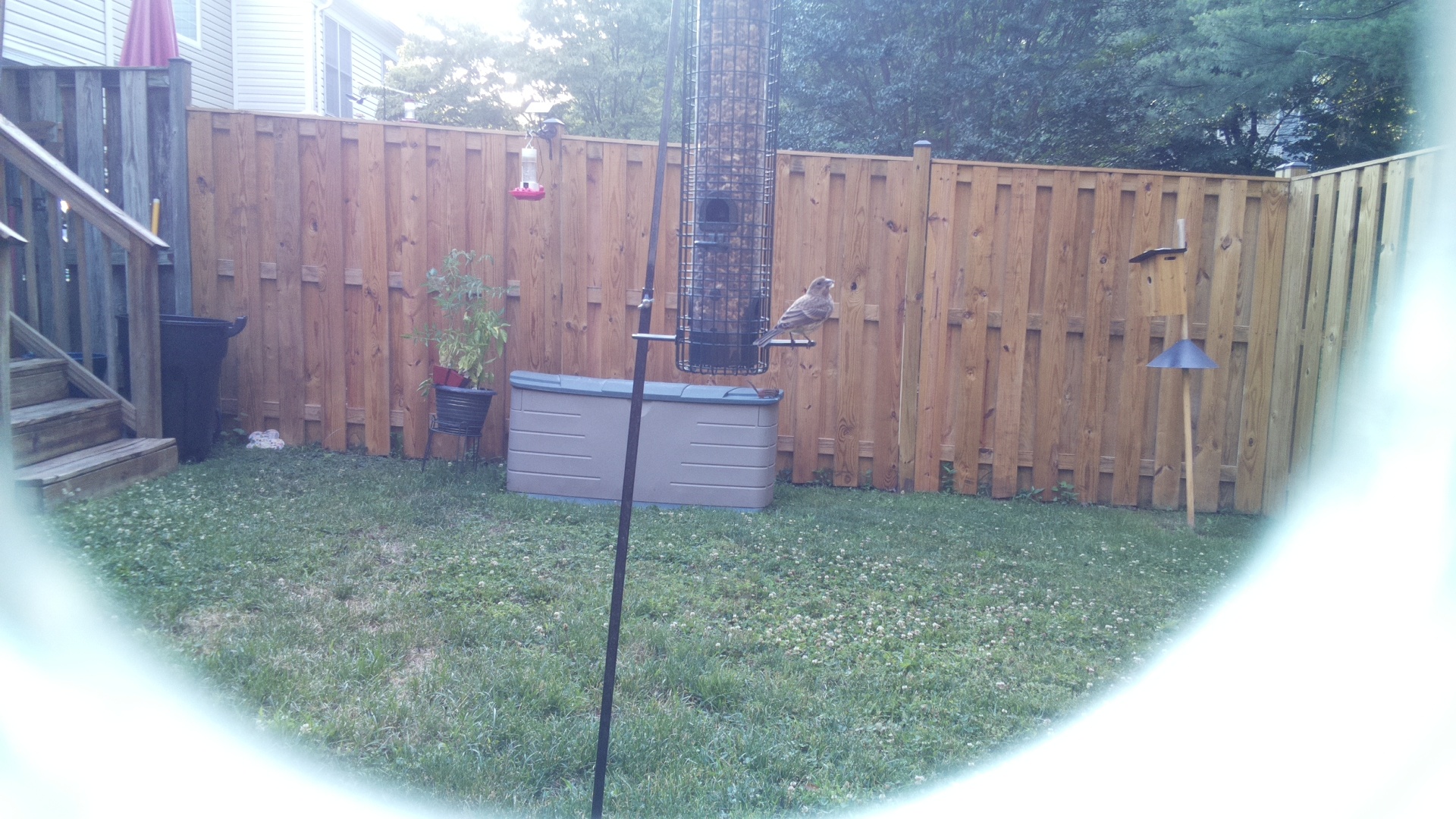 Likely Finch