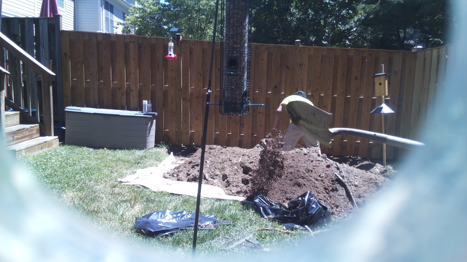 Likely Blackbird/Grackle