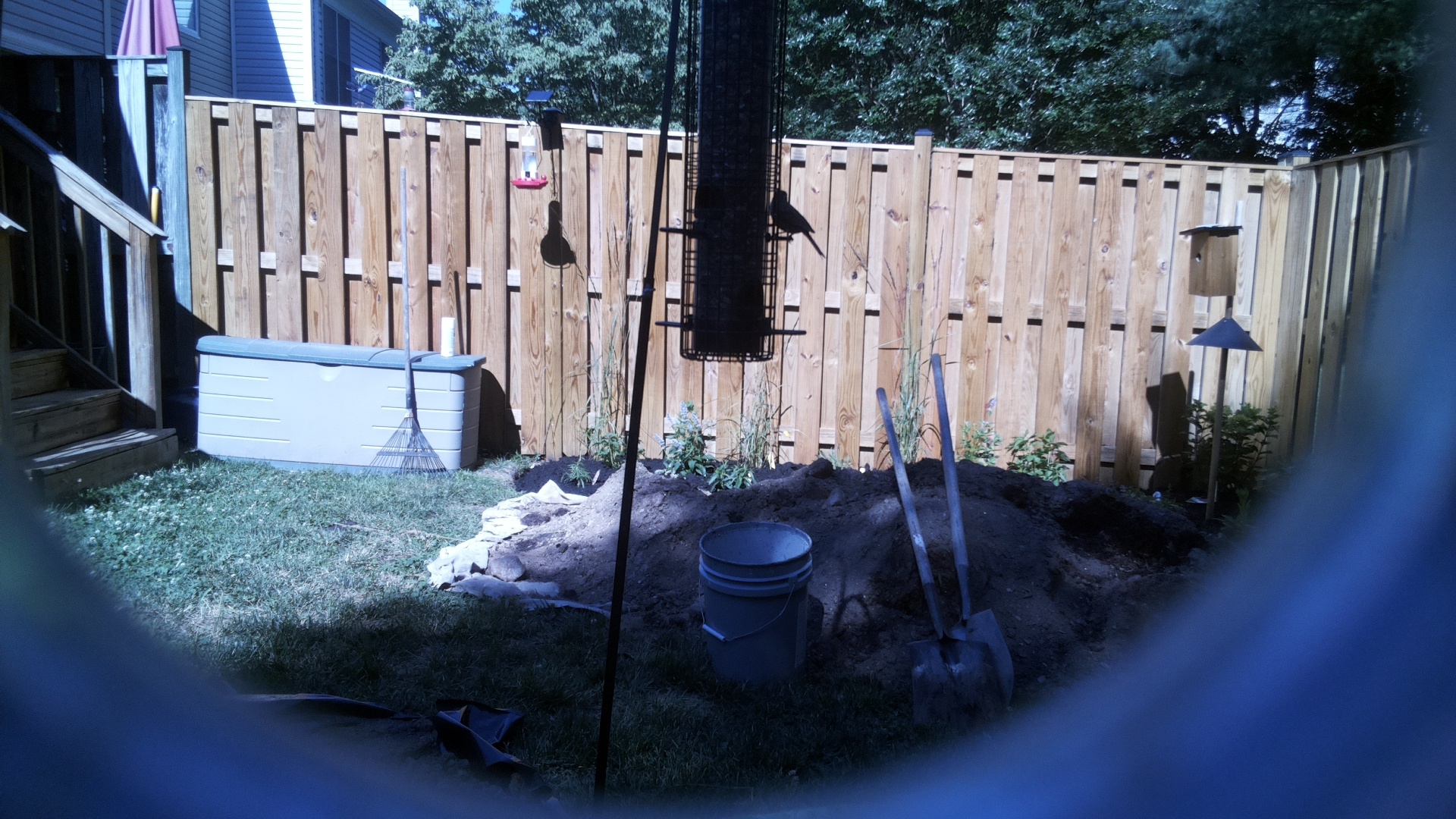 Likely Blackbird/Grackle