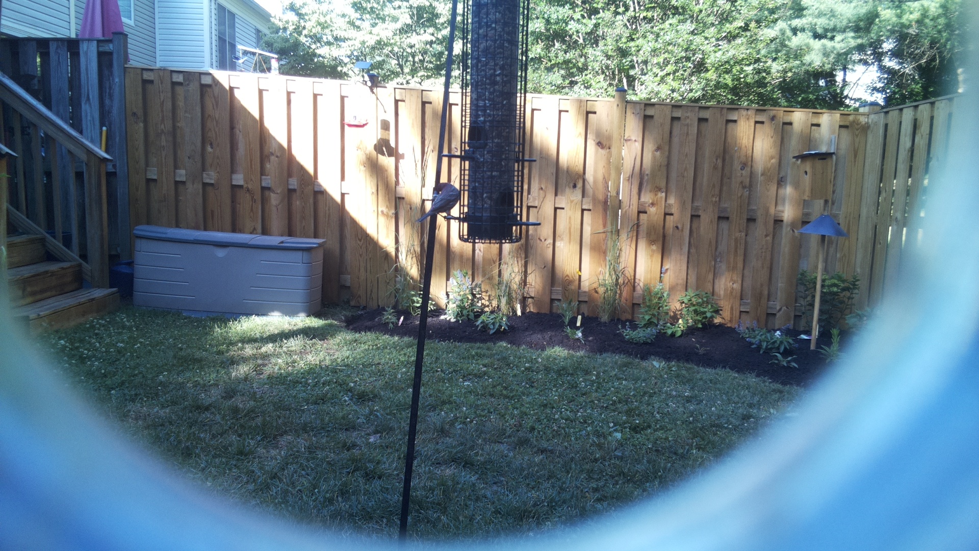 Unknown Bird