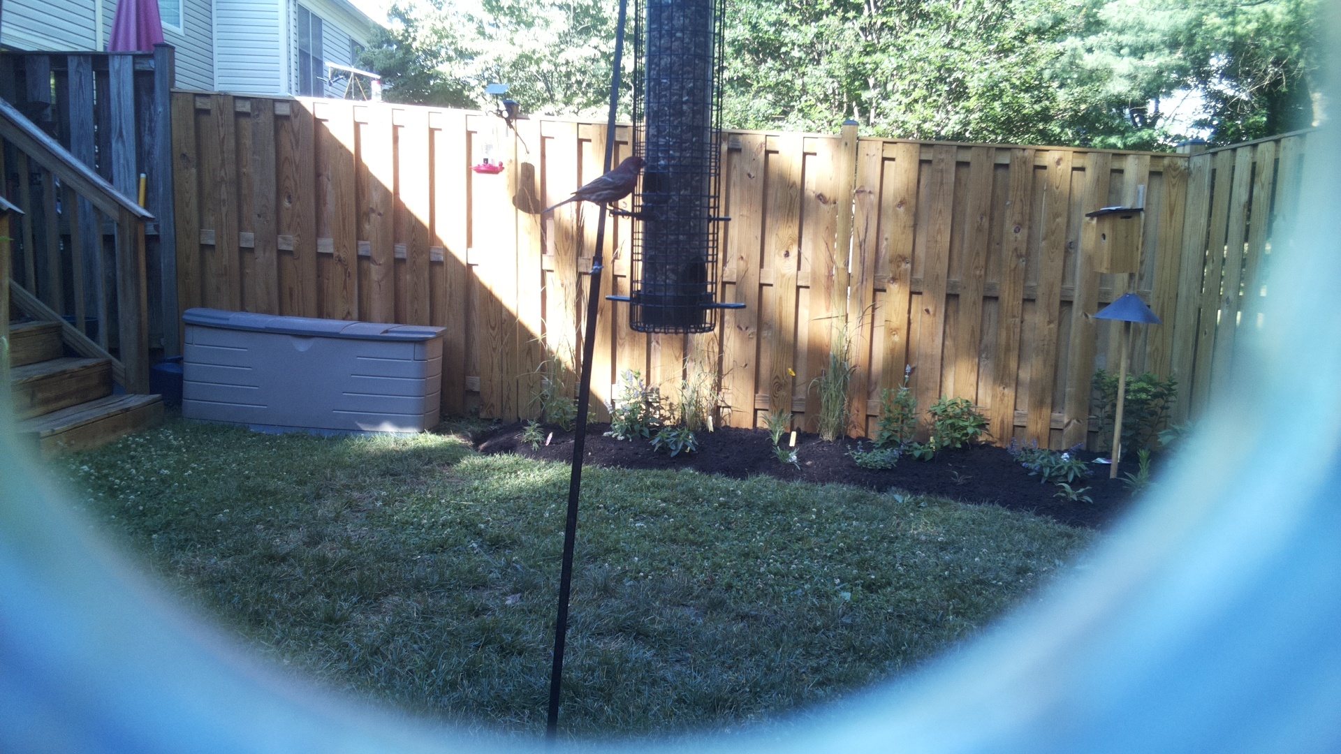 Brown-headed Cowbird