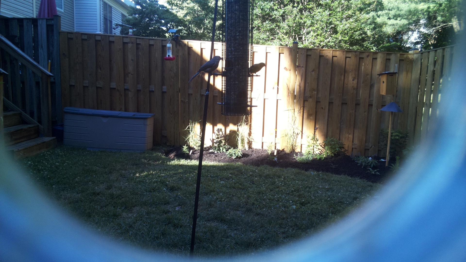 Likely Blackbird/Grackle