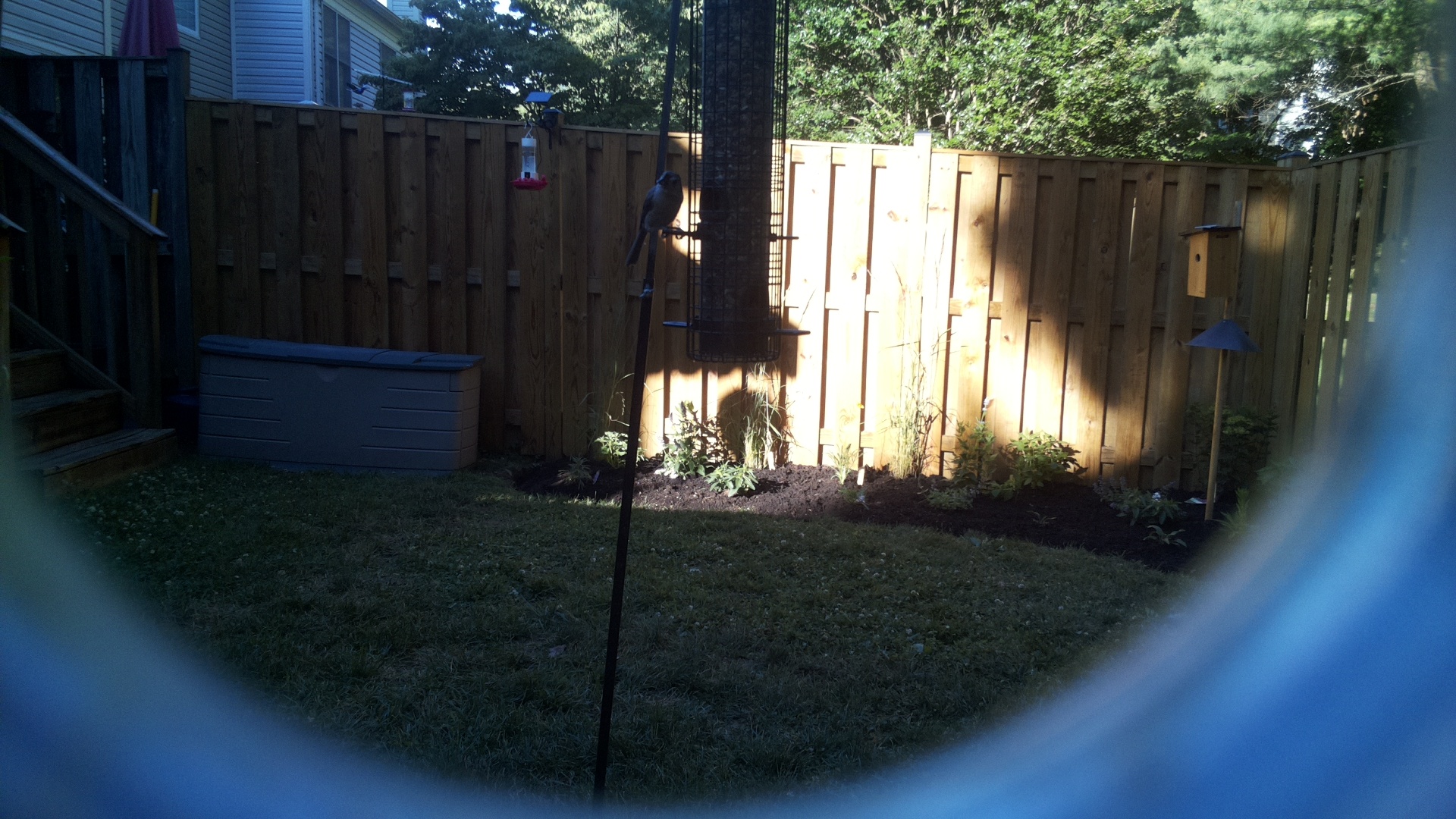 Likely Chickadee/Titmouse