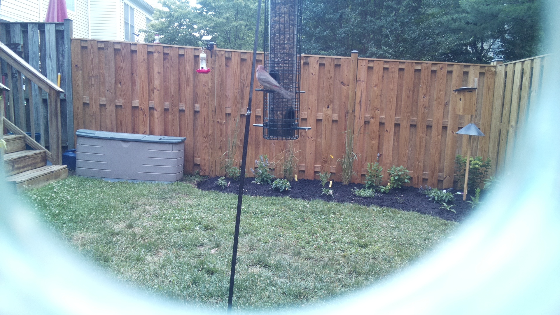 Purple Finch