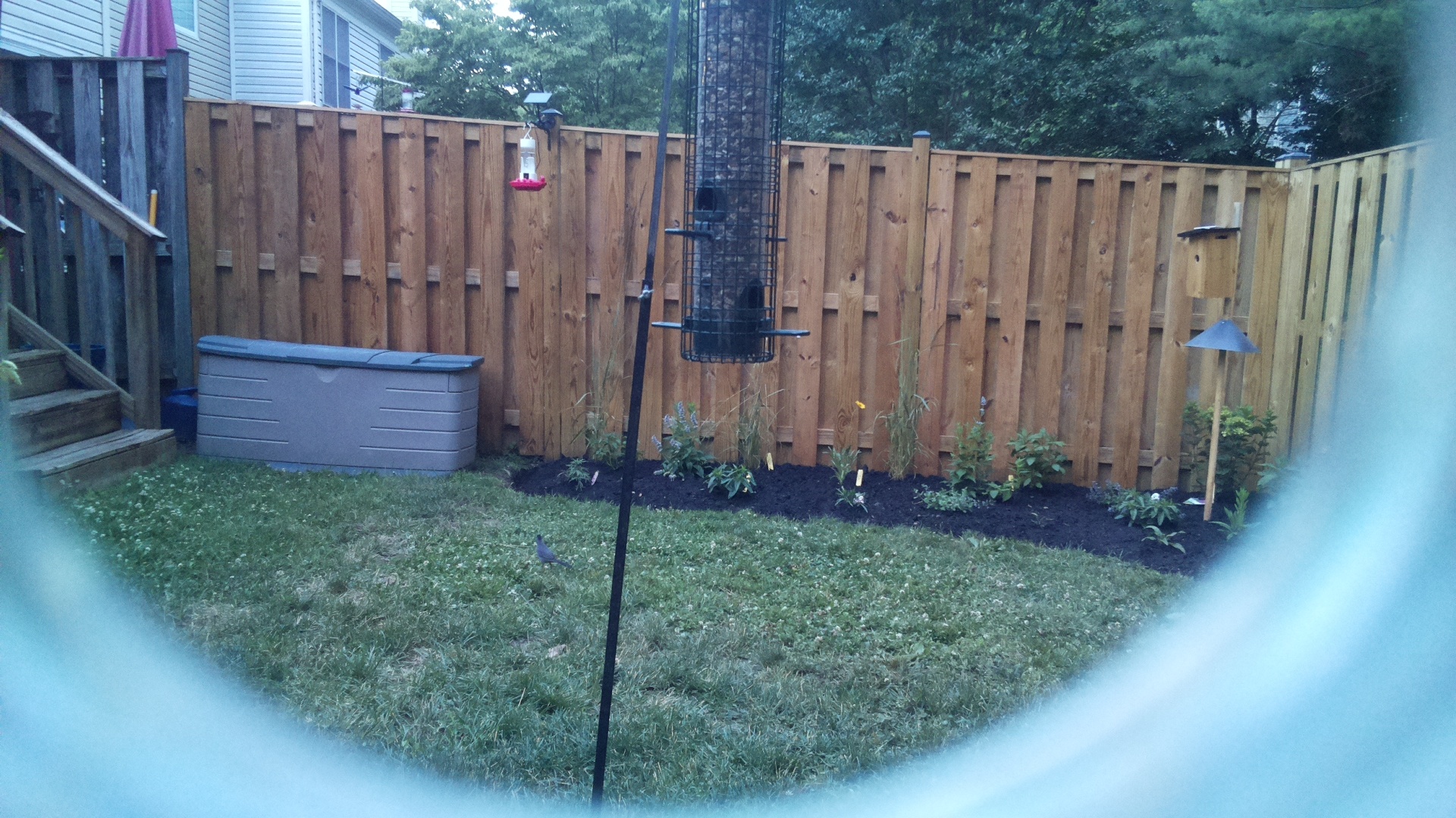 Blue Jay