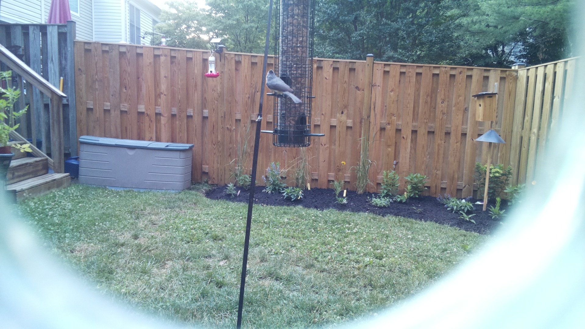 Likely Chickadee/Titmouse