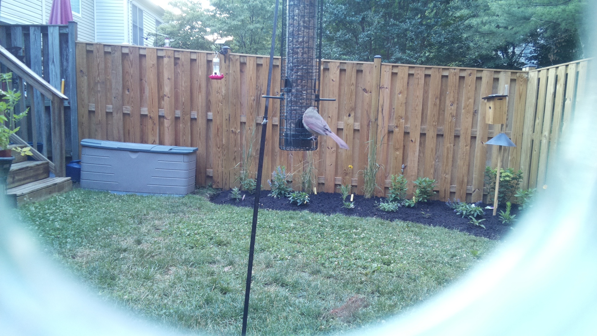 Purple Finch