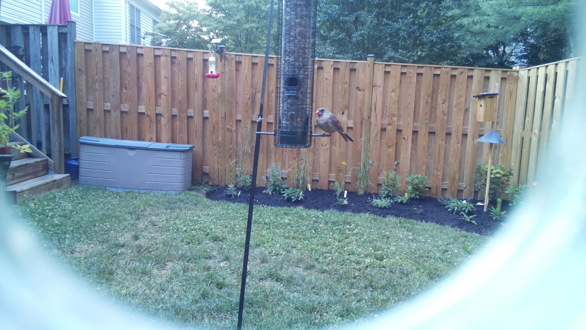 Northern Cardinal