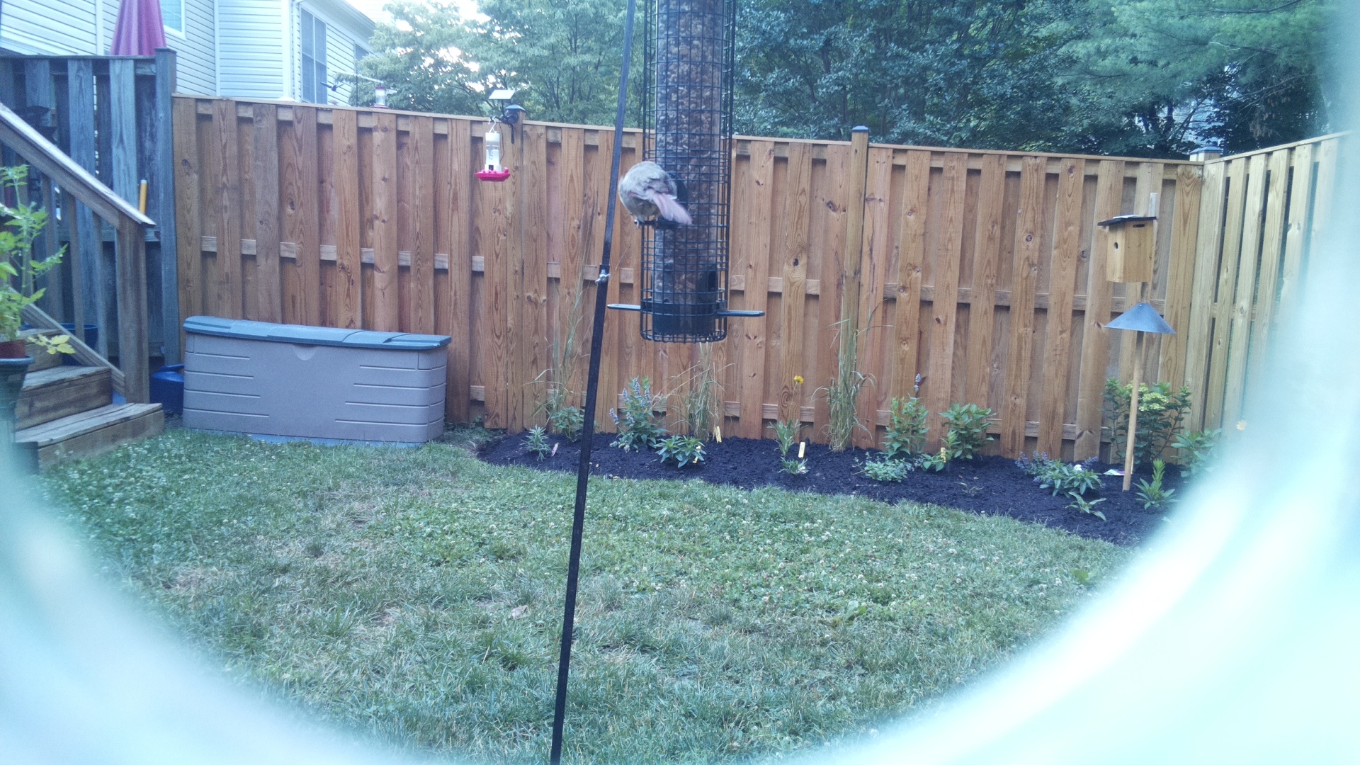 Unknown Bird