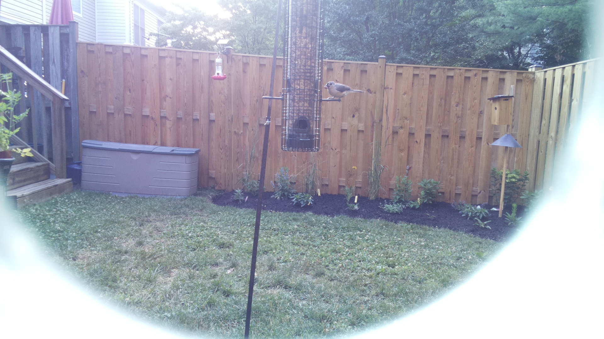 Tufted Titmouse