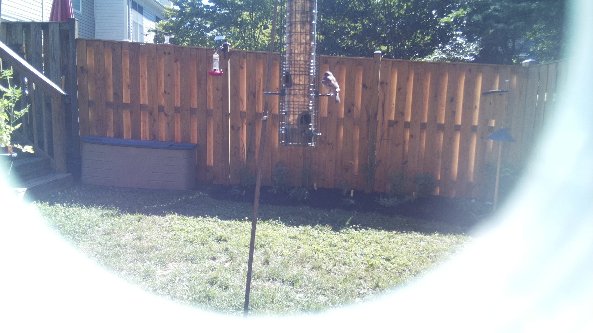 Likely Chickadee/Titmouse