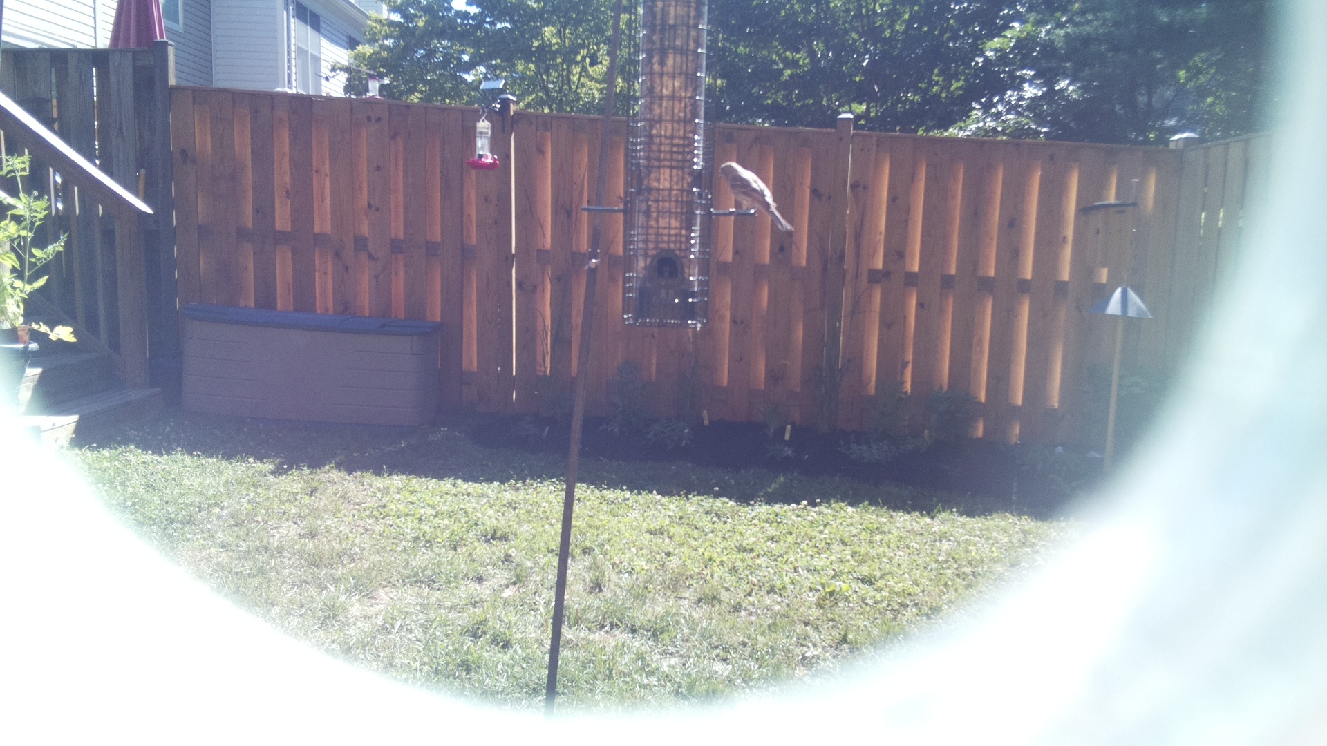 Likely Finch