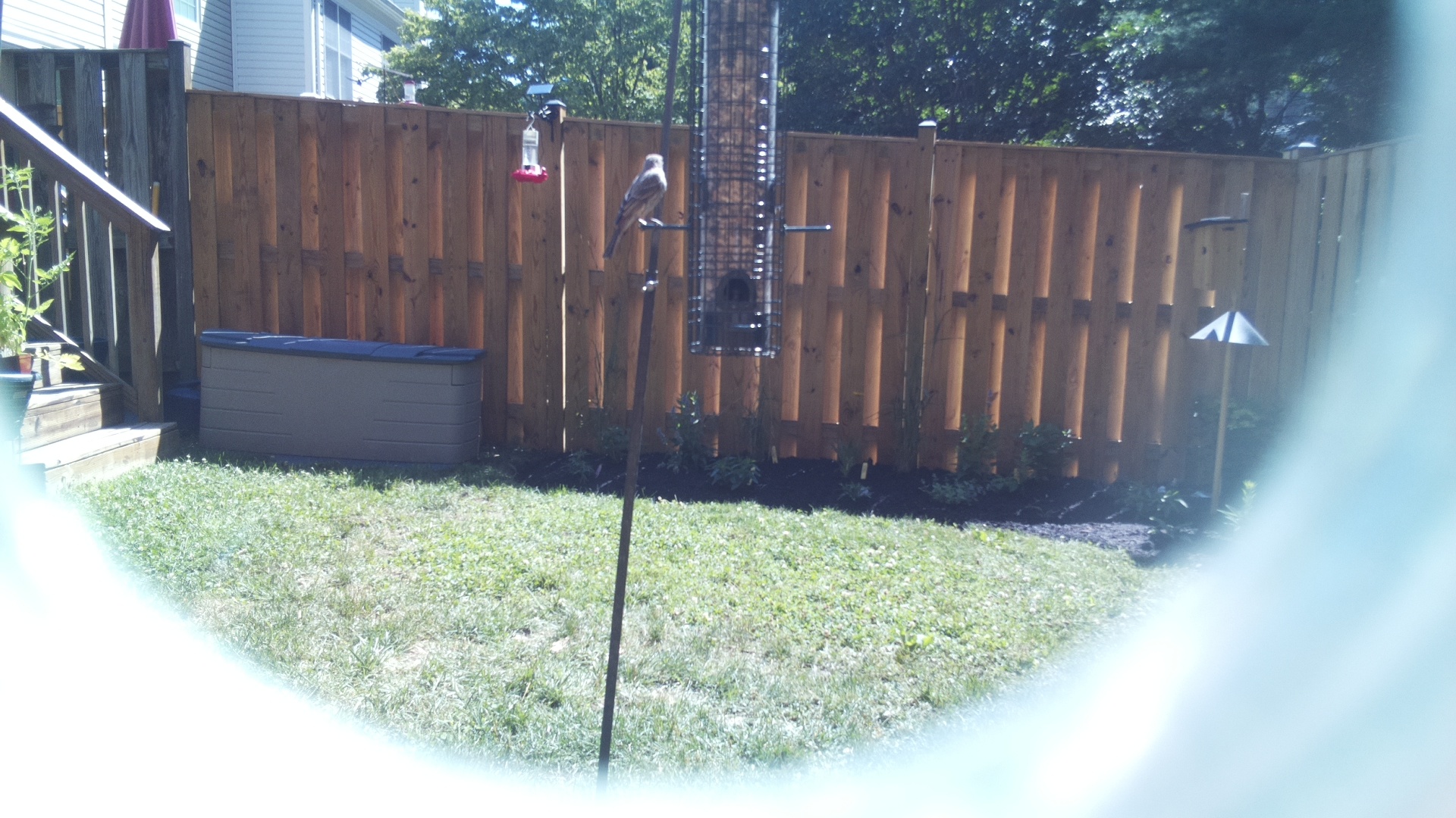 Likely Finch