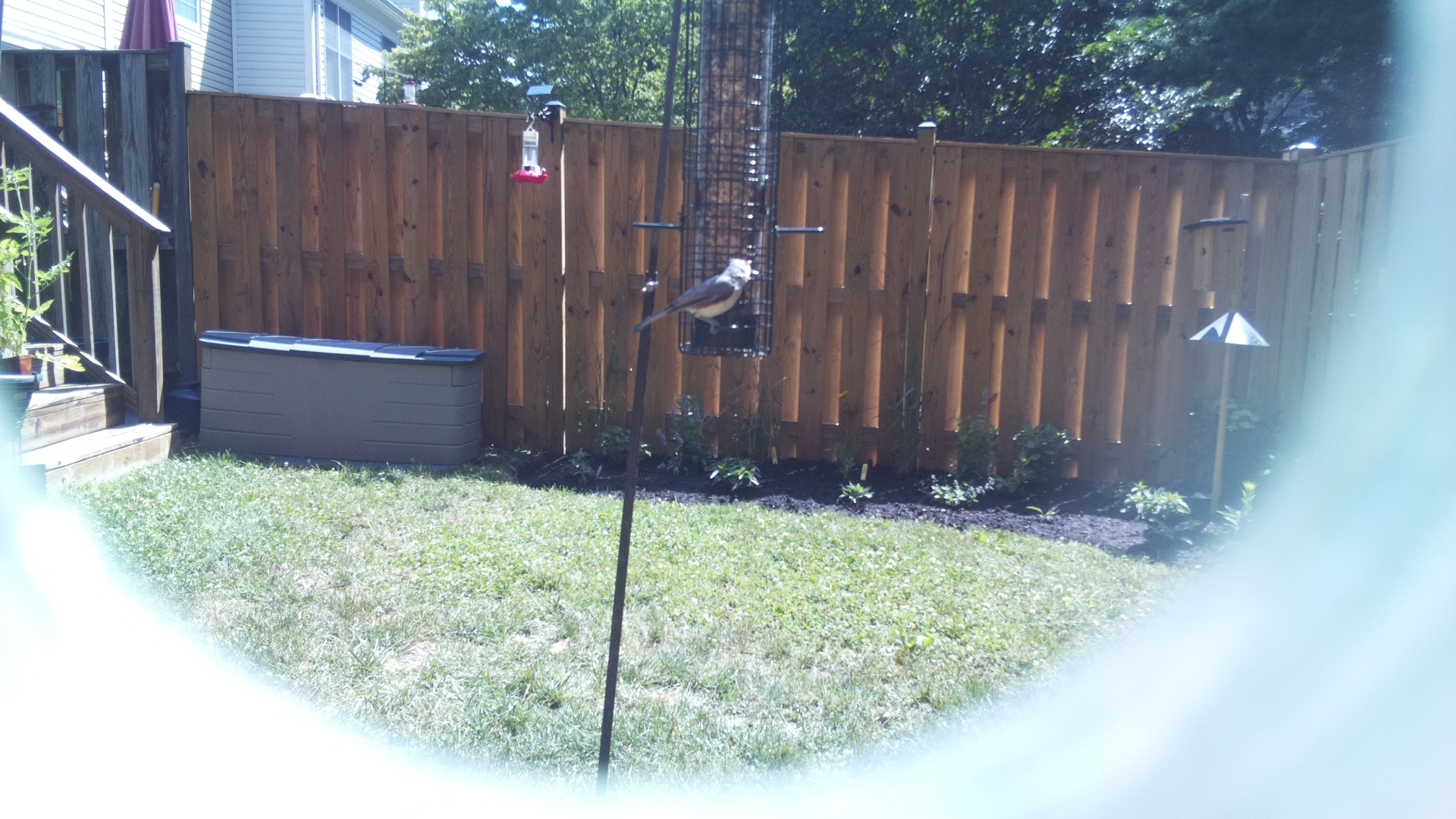 White-breasted Nuthatch