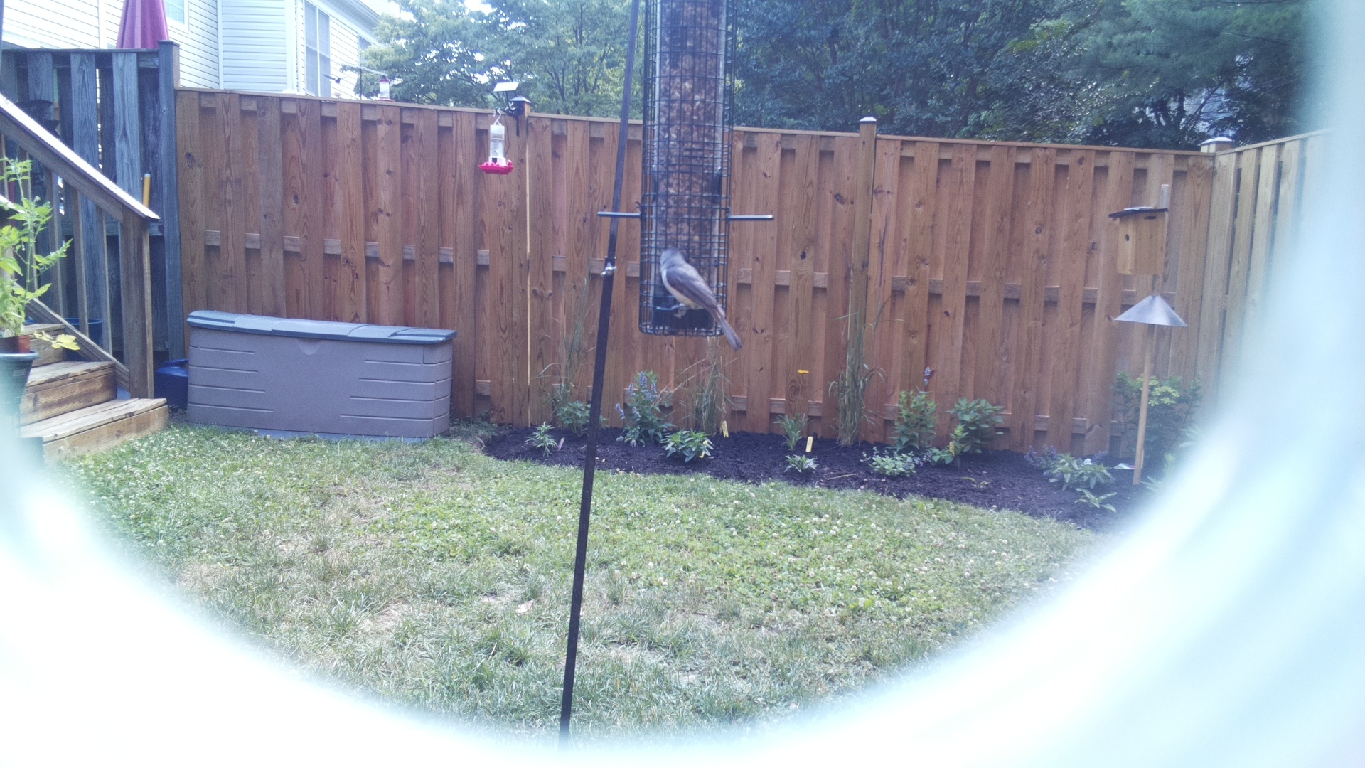 Likely Chickadee/Titmouse