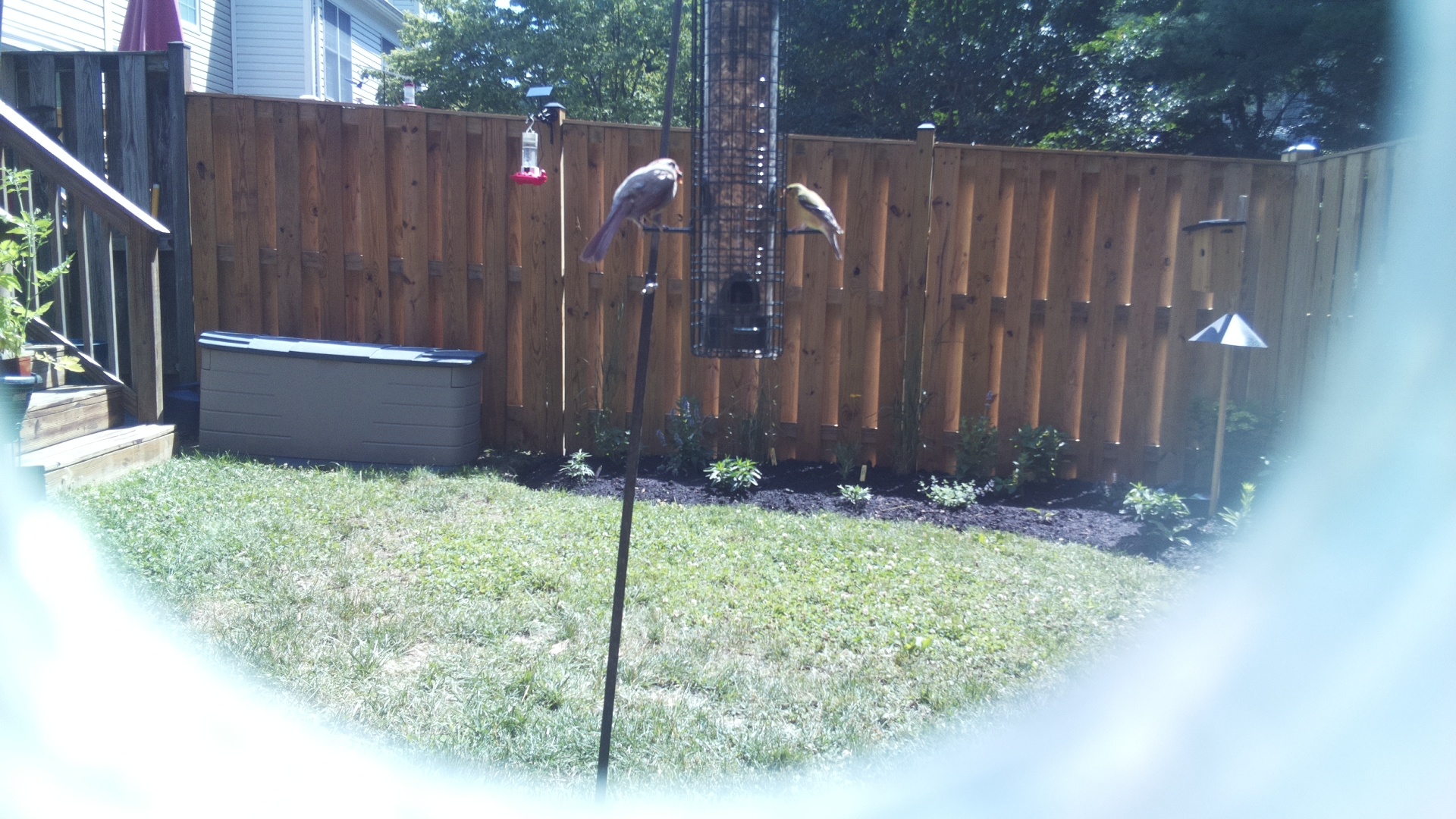 American Goldfinch
