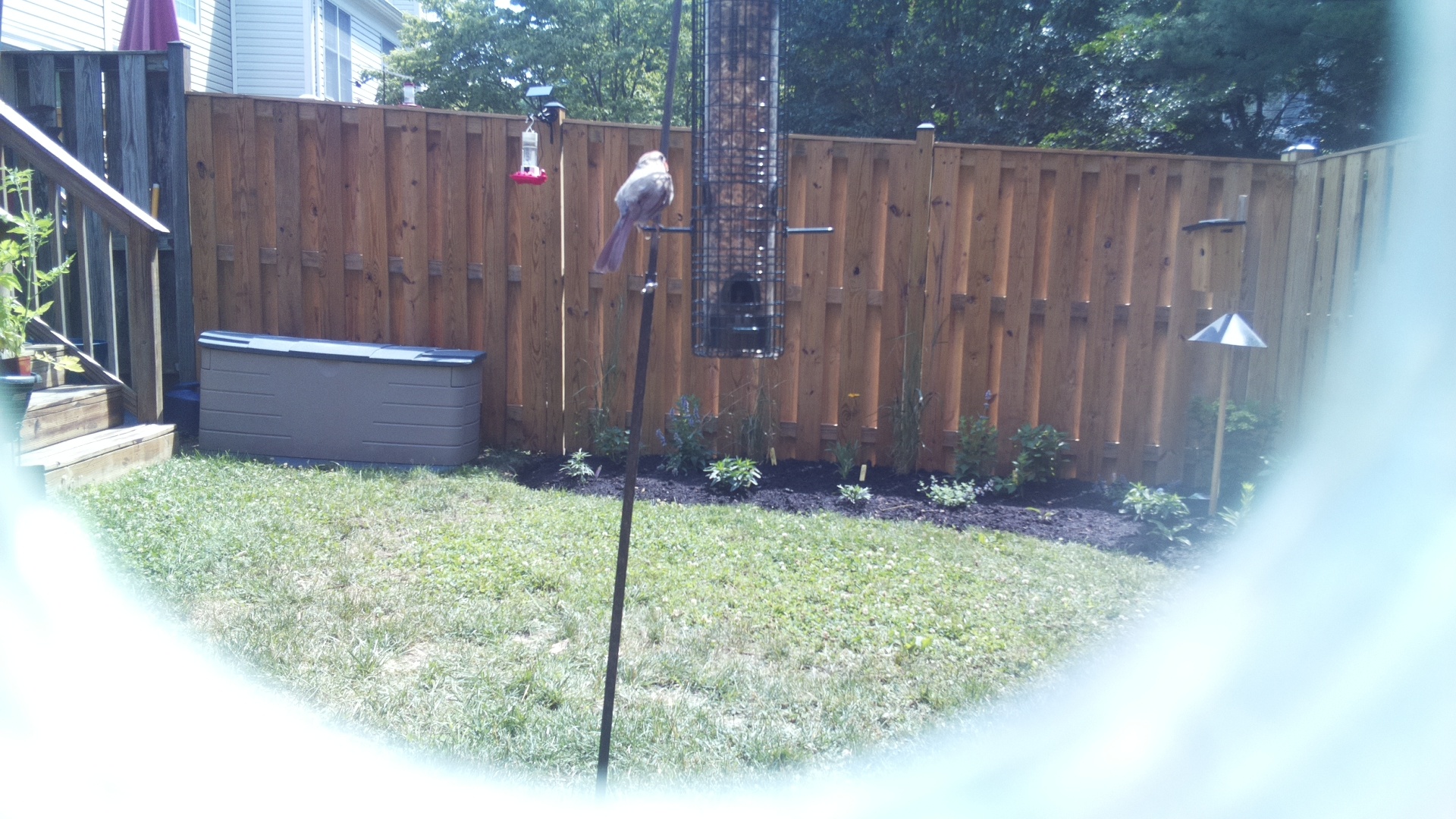 Likely Finch