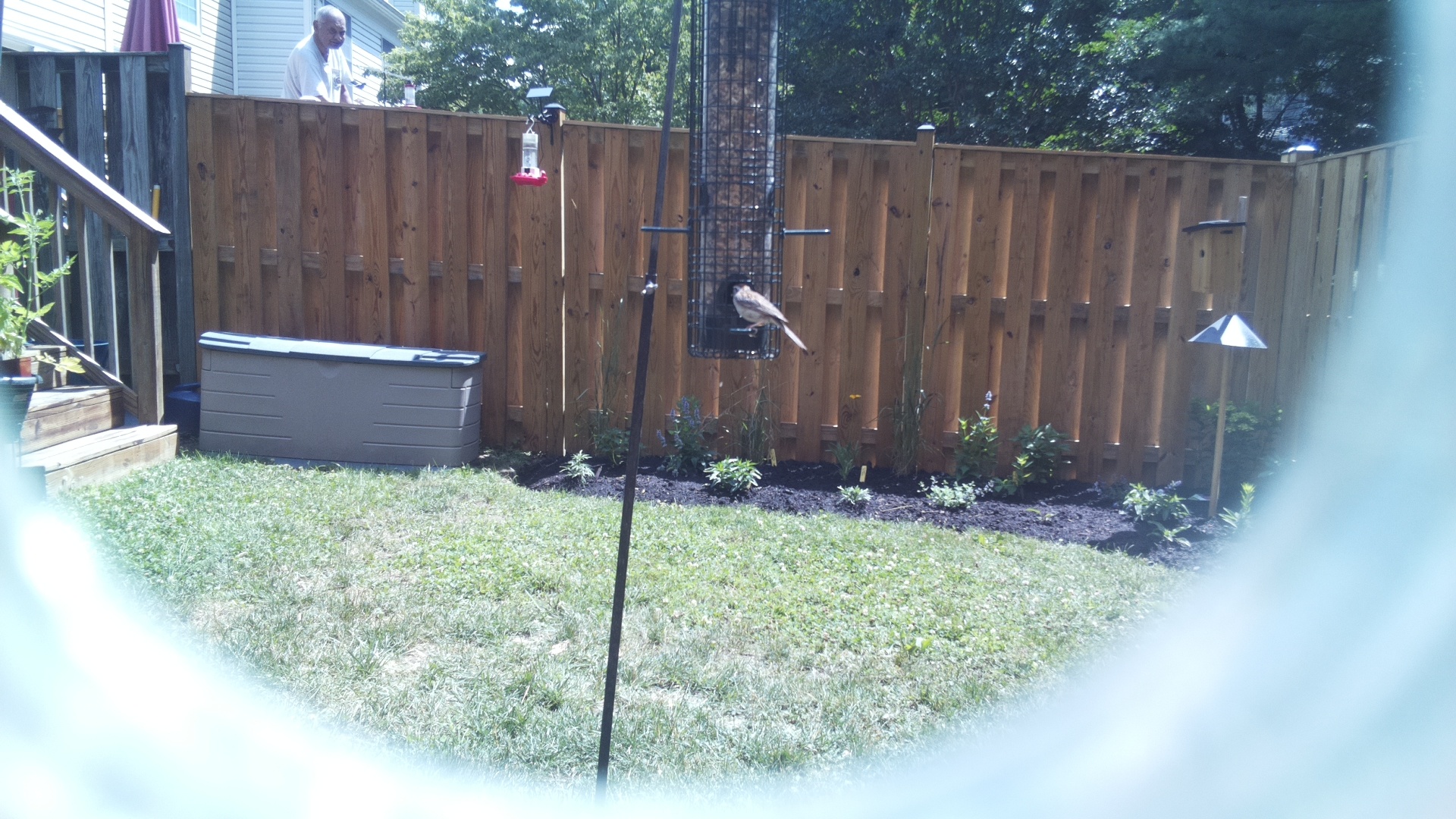 Likely Chickadee/Titmouse