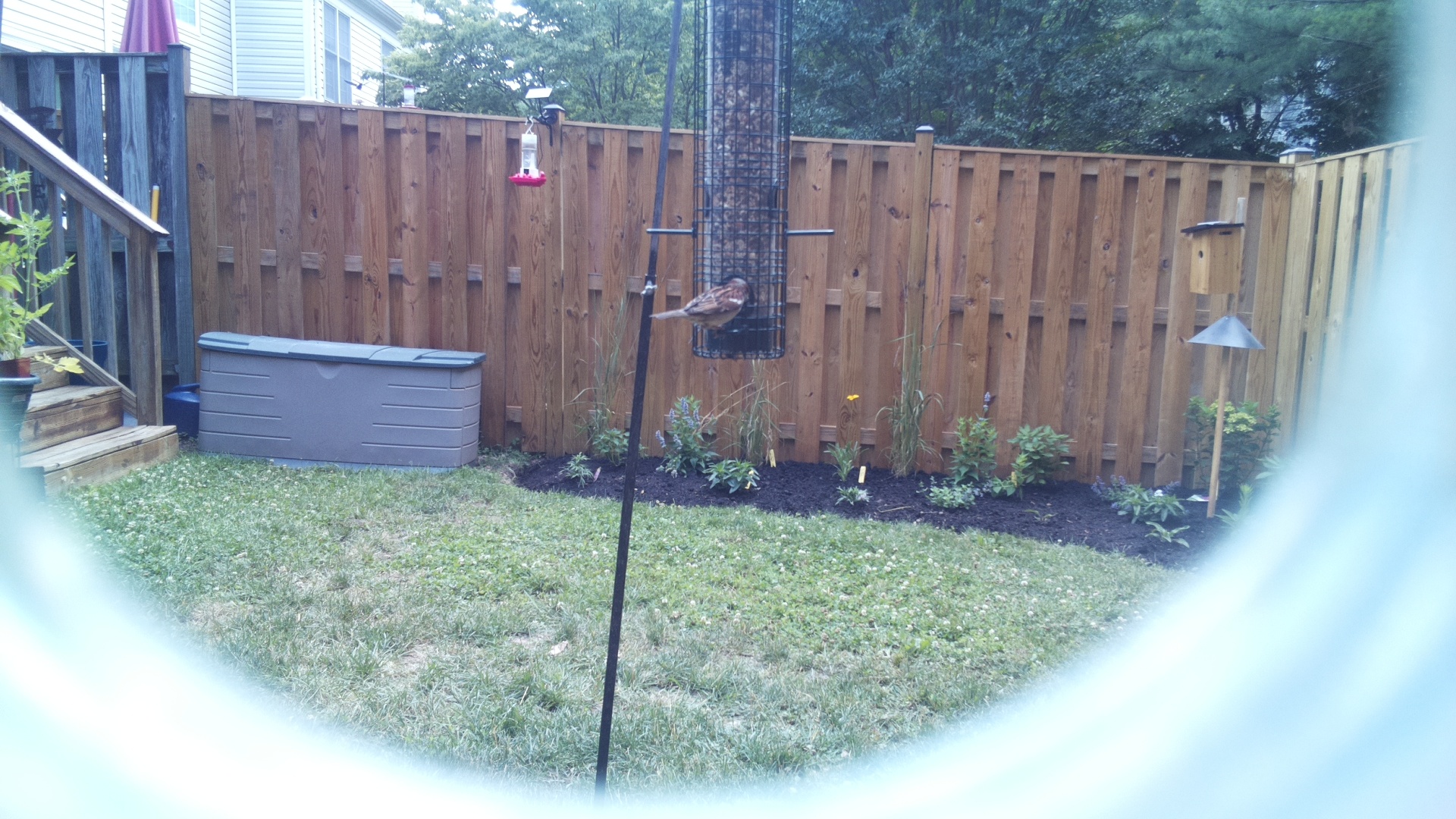 Purple Finch