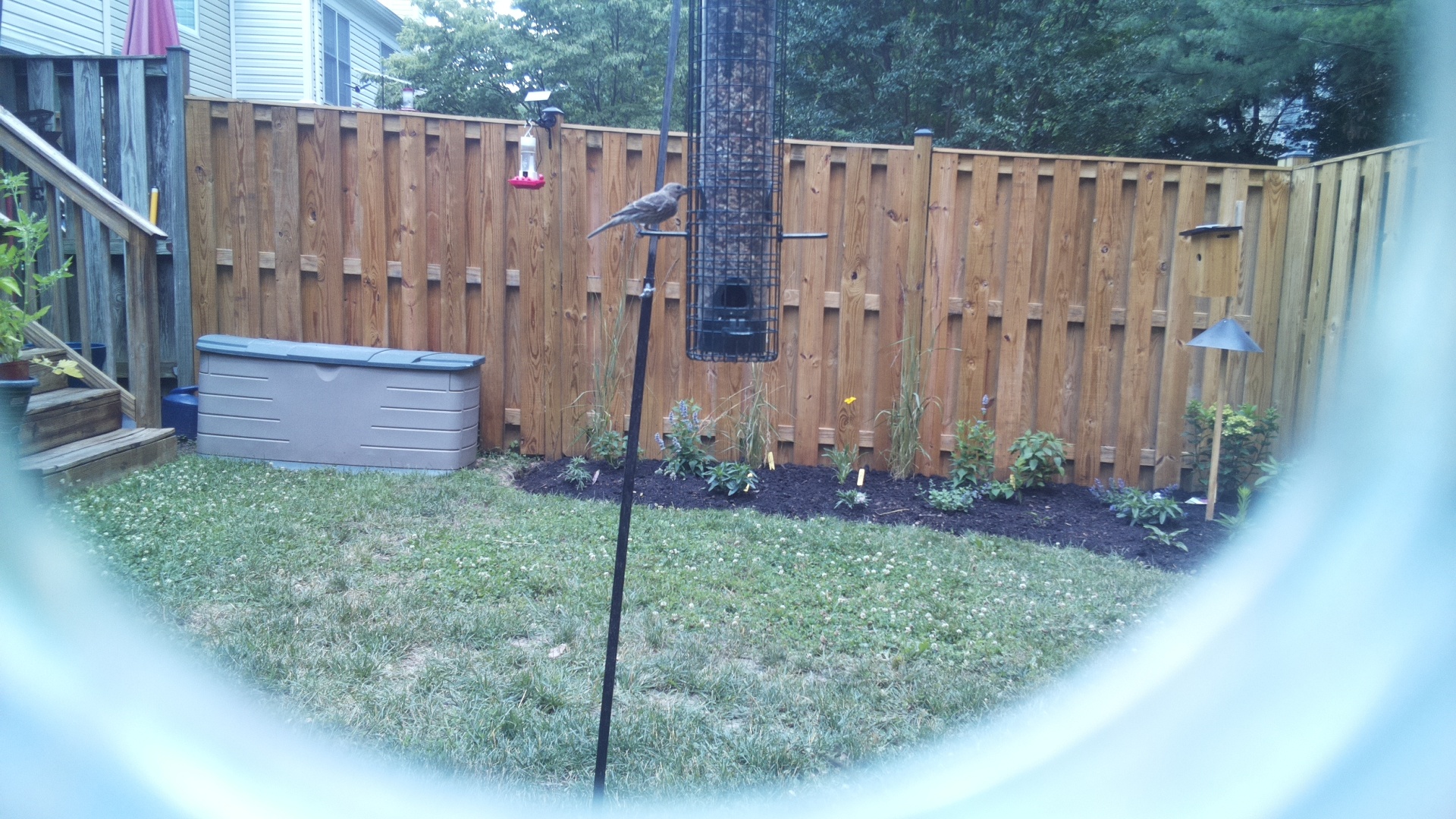 Unknown Bird