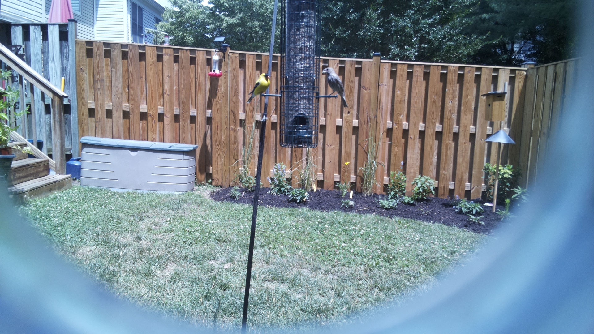 American Goldfinch