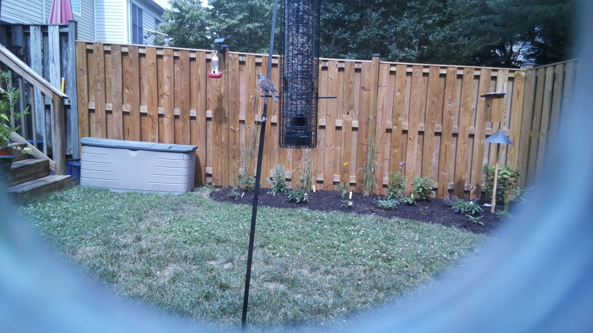 Likely Sparrow