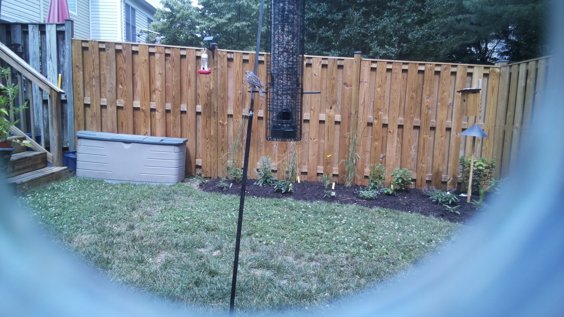 Likely Sparrow