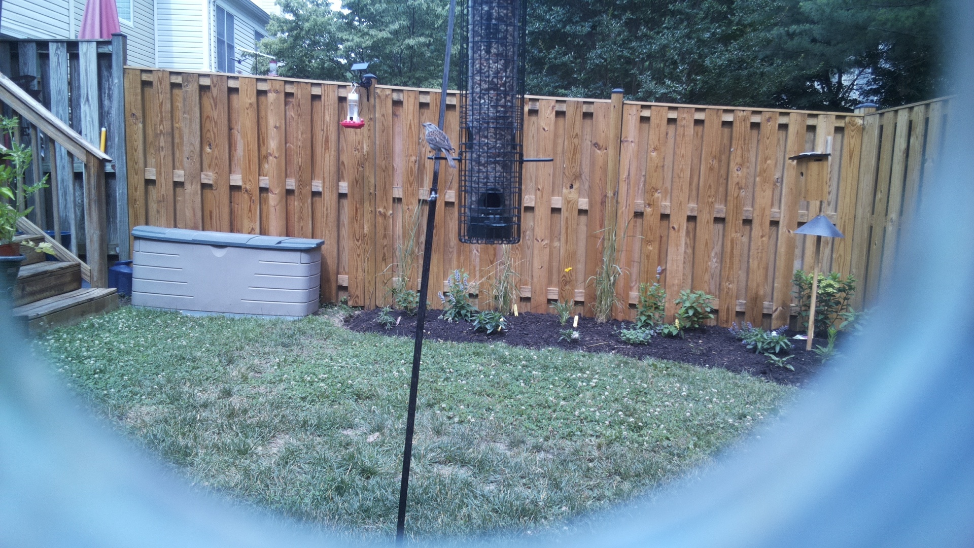 Likely Sparrow