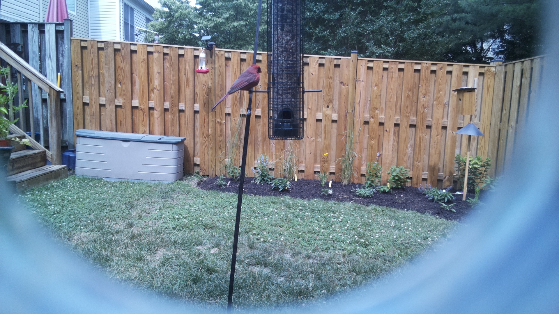 Purple Finch