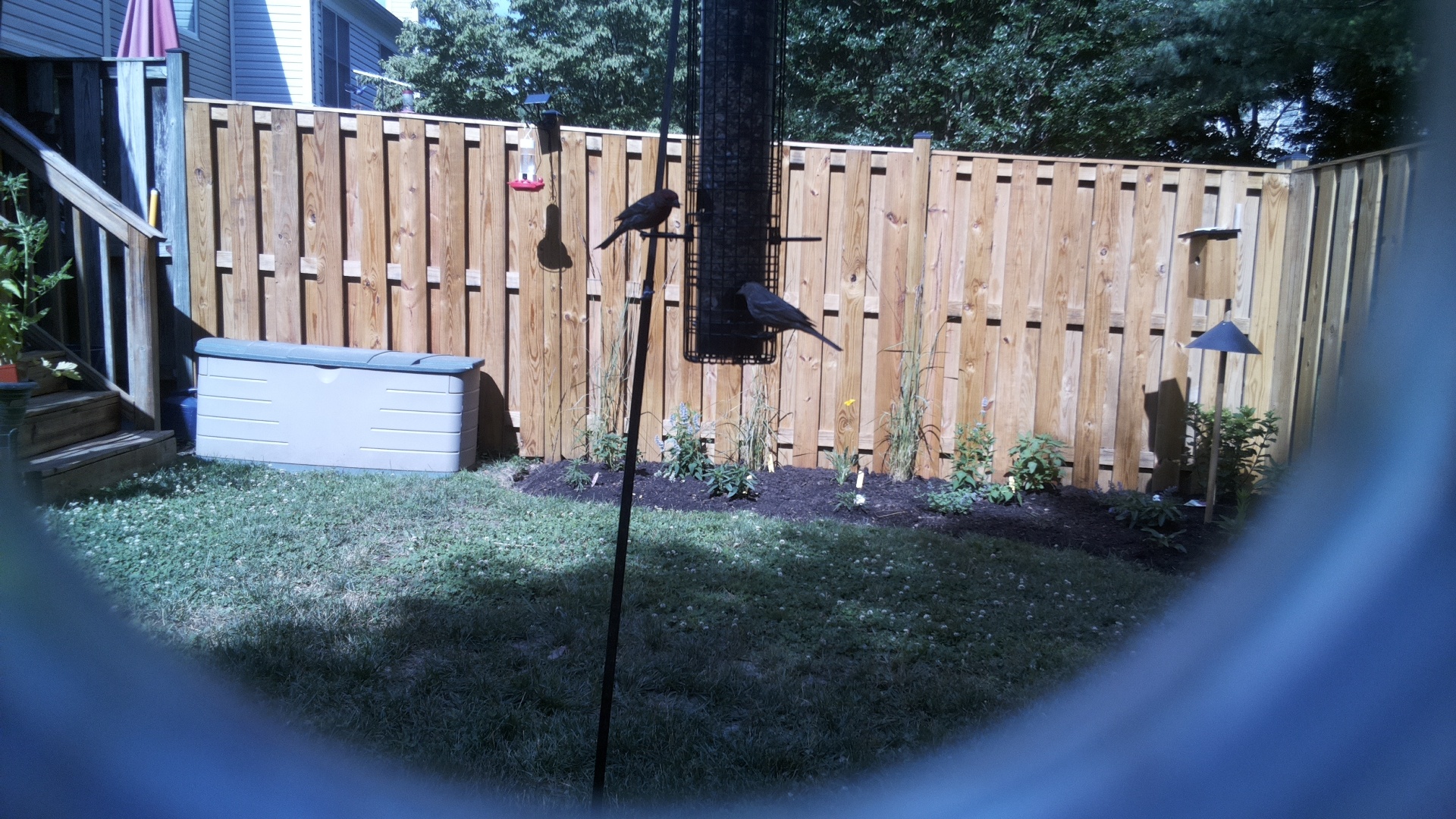 Likely Blackbird/Grackle