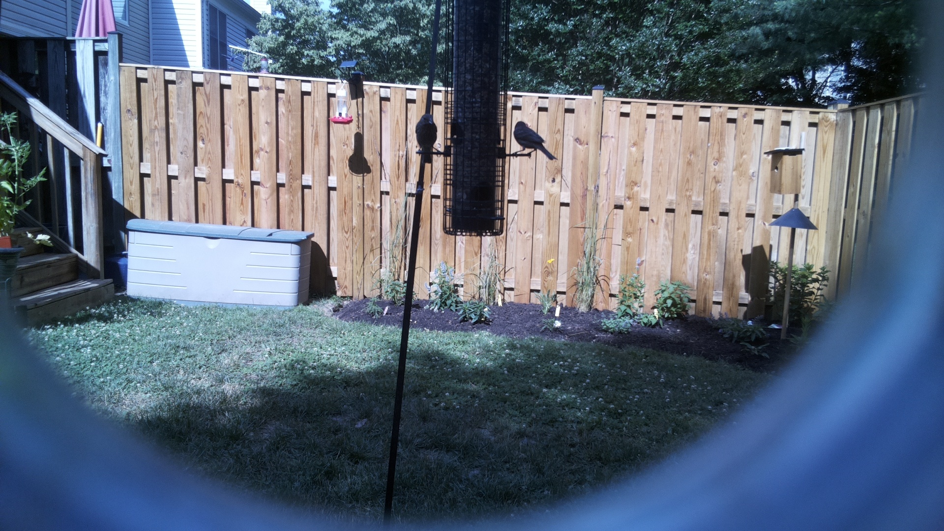 Likely Blackbird/Grackle
