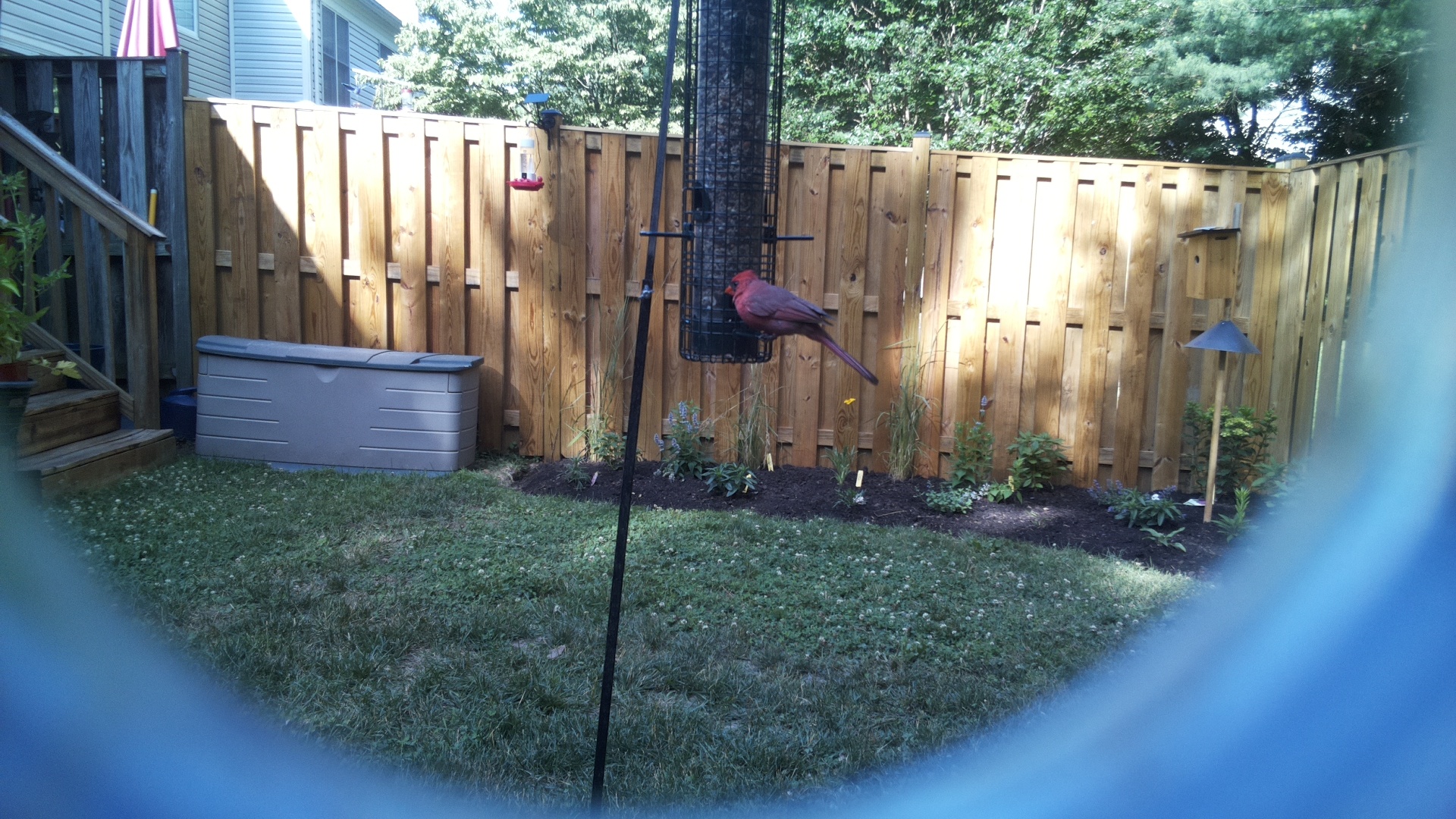 Purple Finch