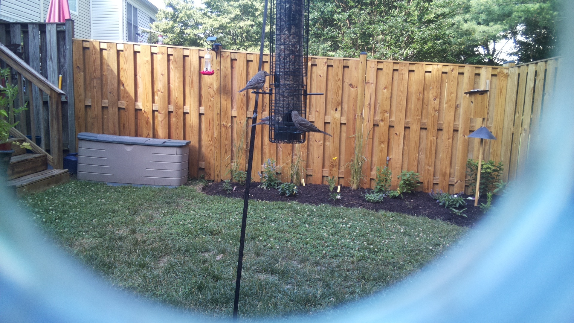 Likely Finch