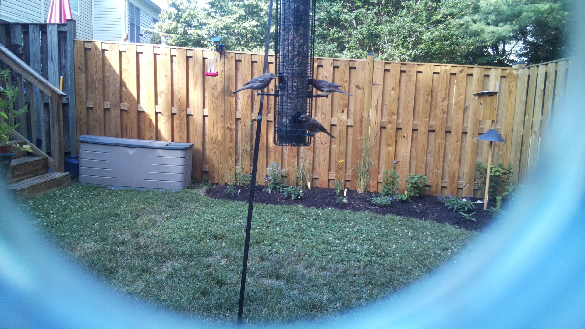 Brown-headed Cowbird