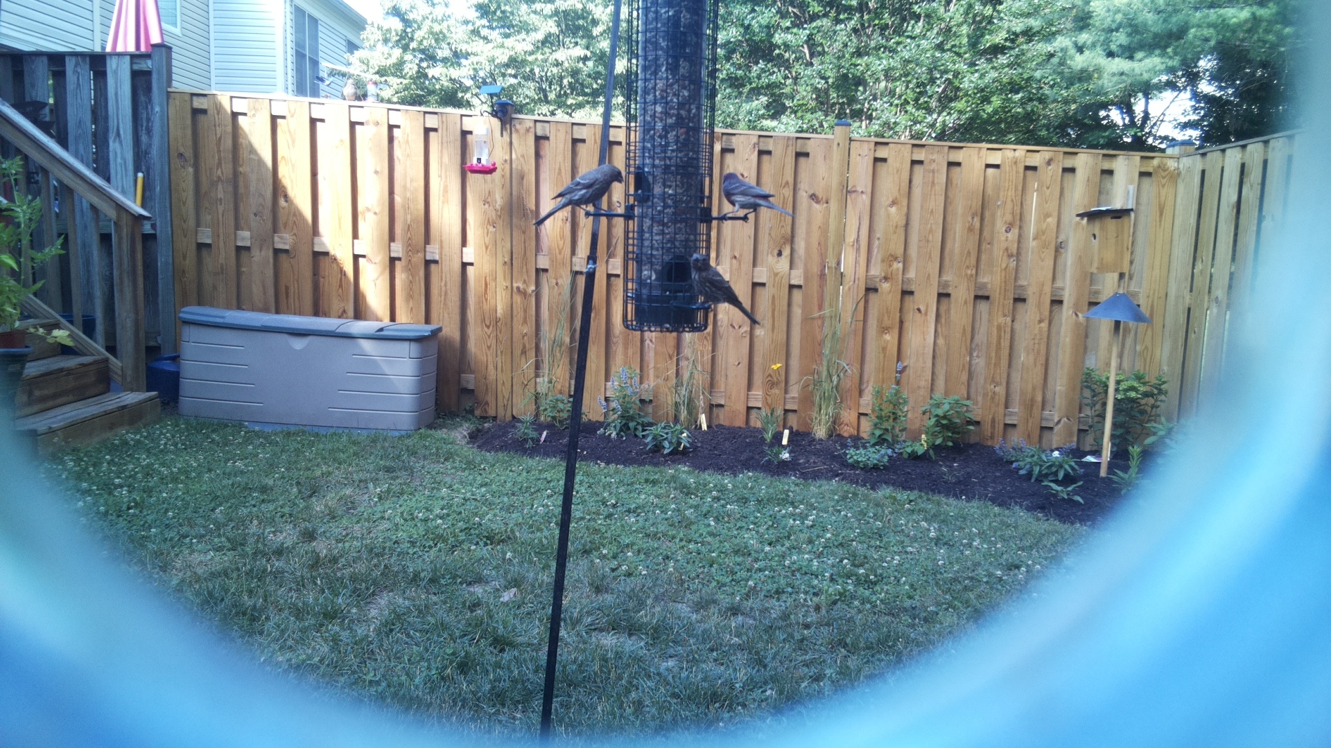 Brown-headed Cowbird