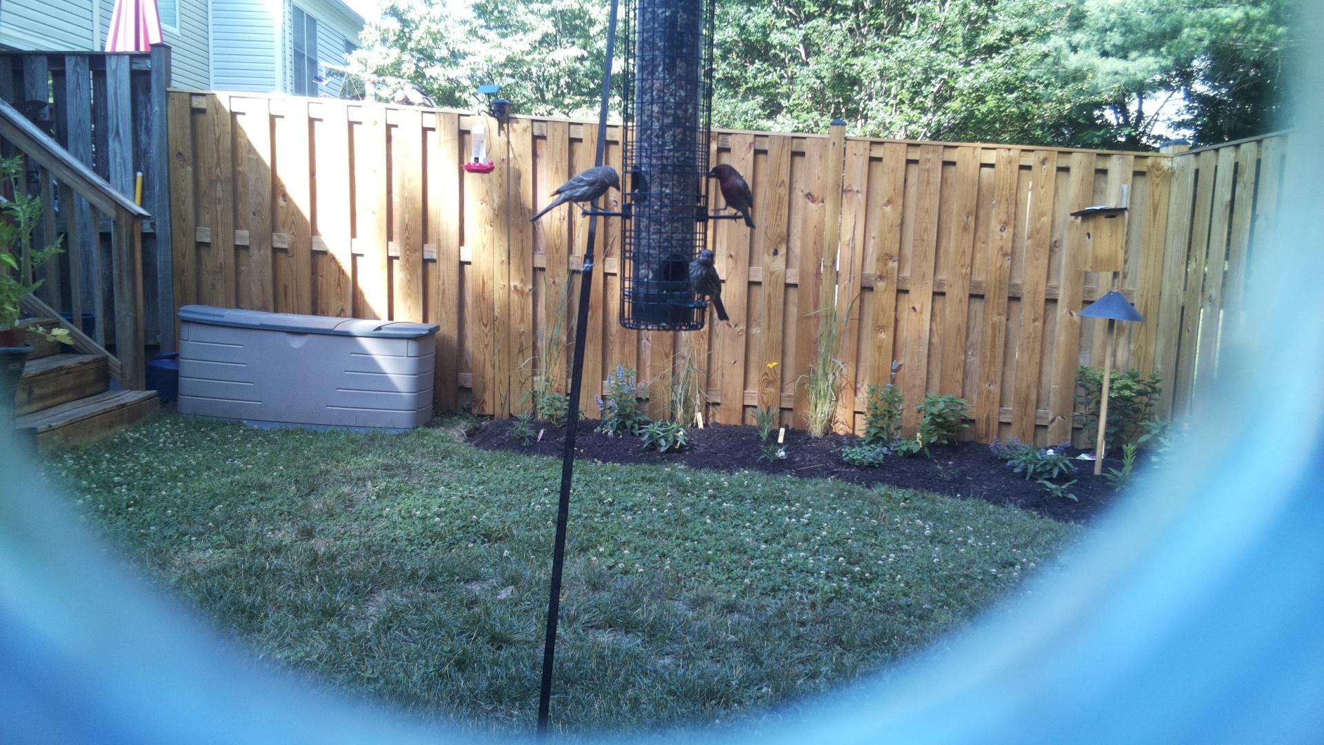Purple Finch
