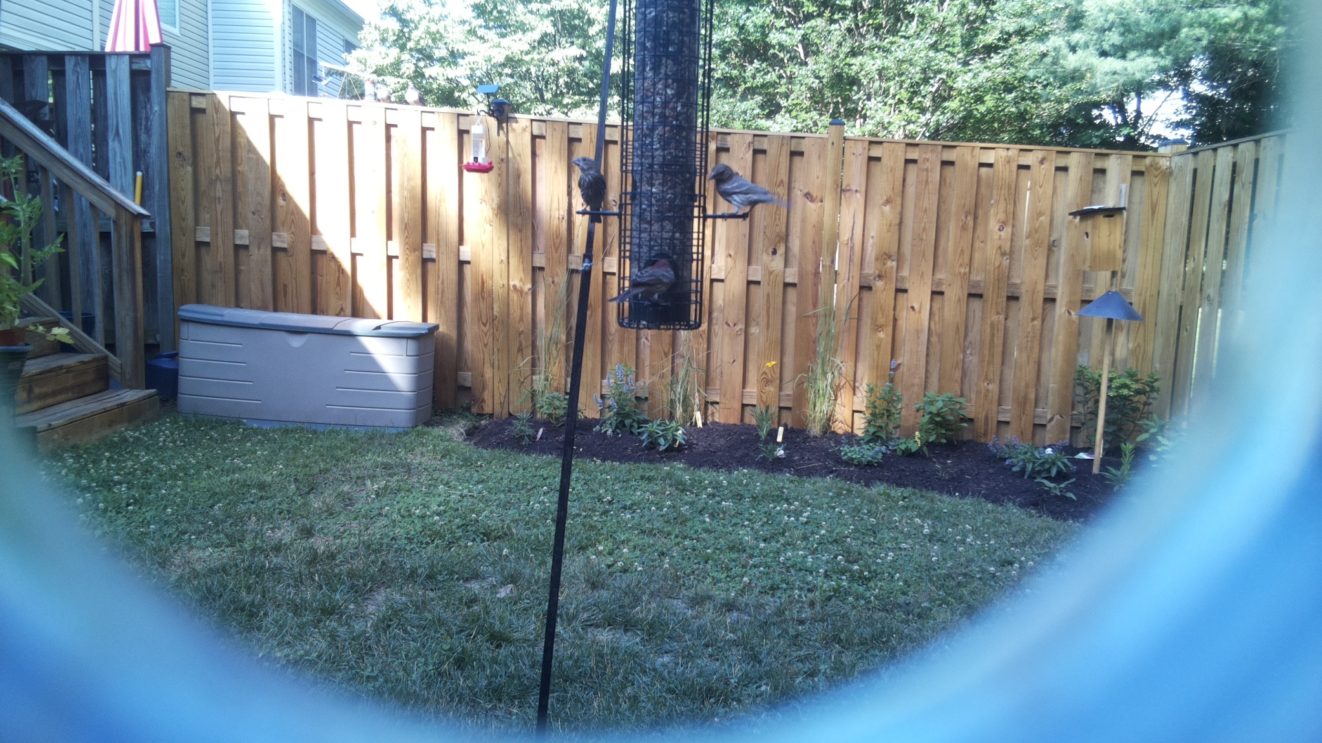 Likely Blackbird/Grackle