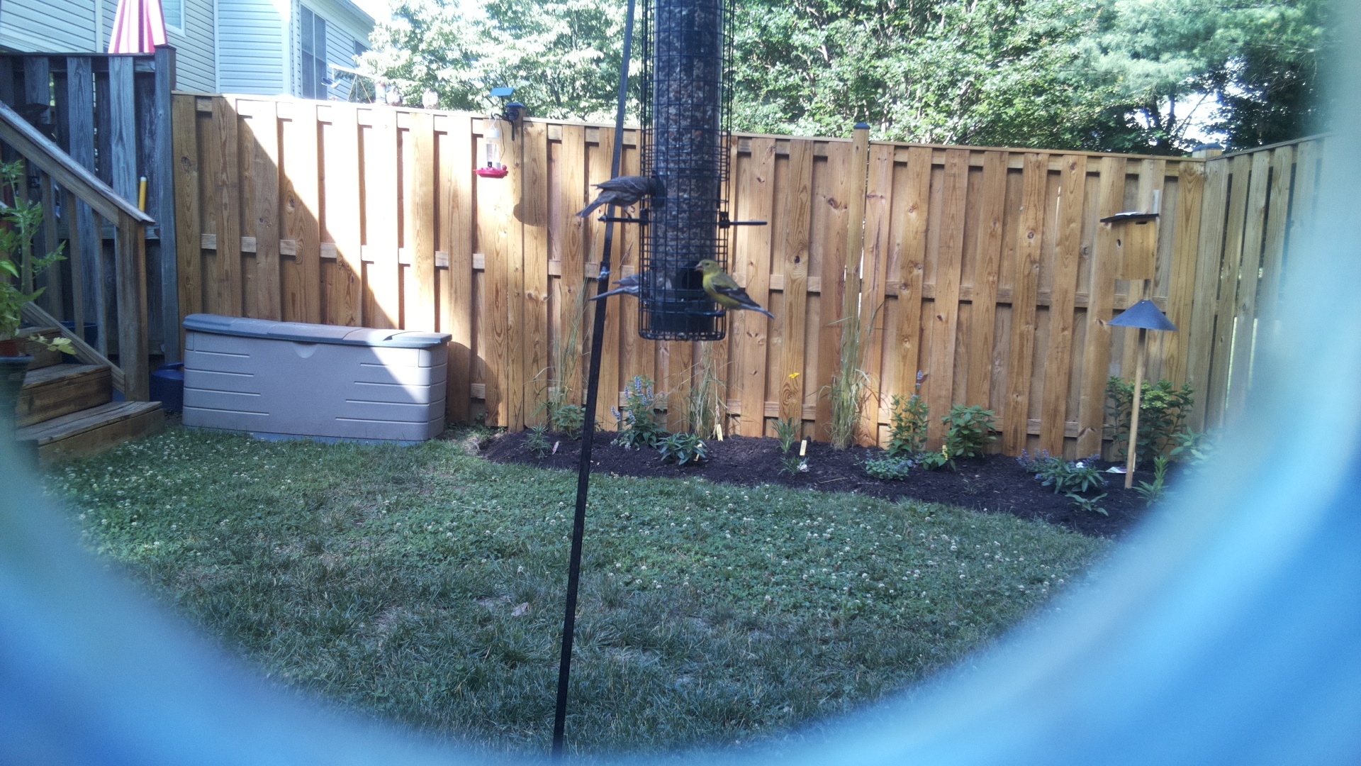 American Goldfinch