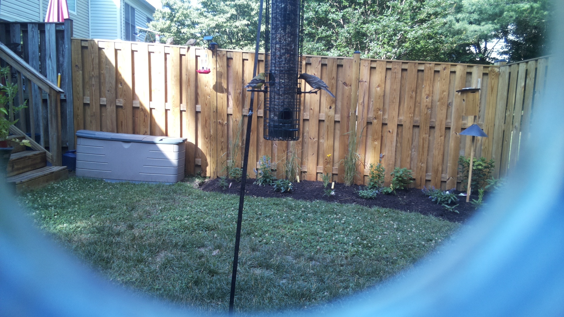 Likely Blackbird/Grackle