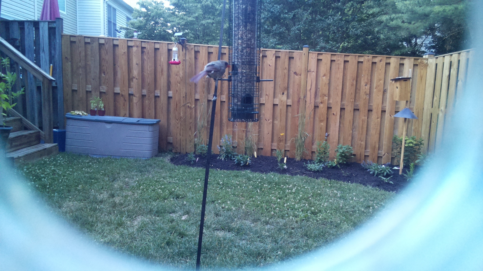 Unknown Bird