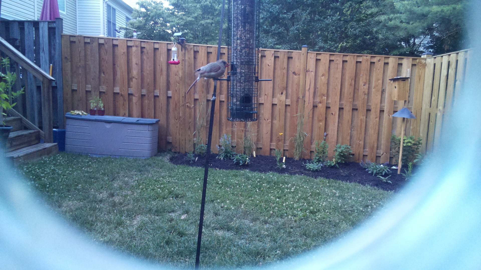 Unknown Bird
