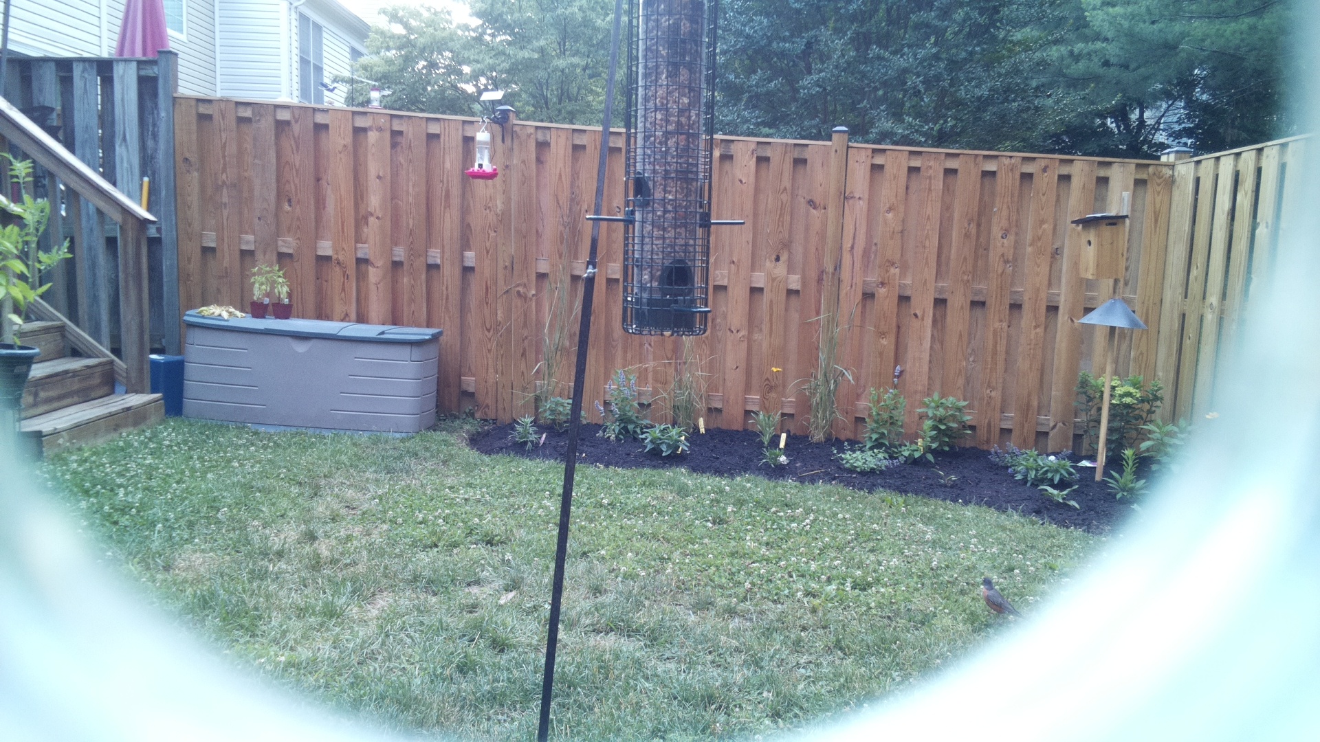 American Robin