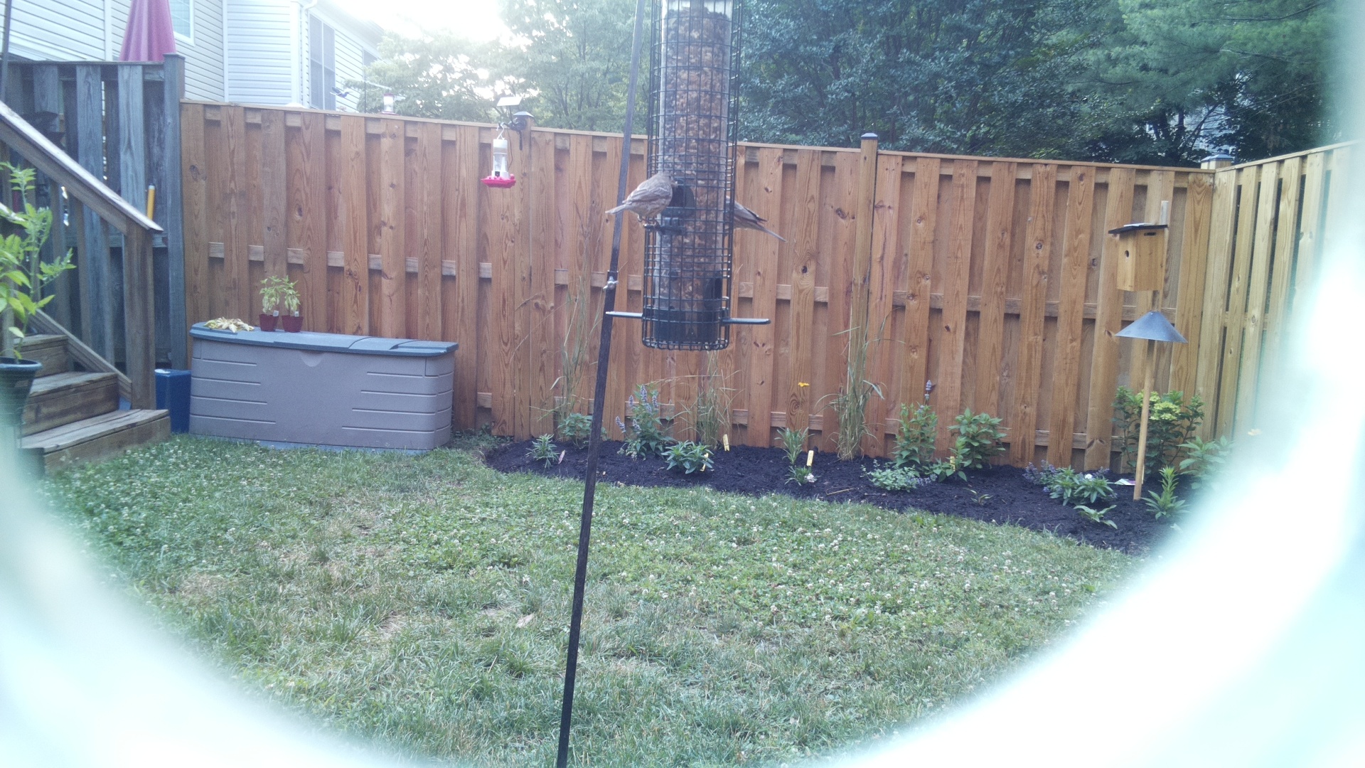 Likely Finch