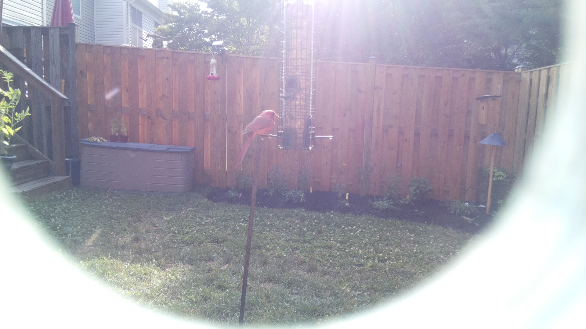 Purple Finch