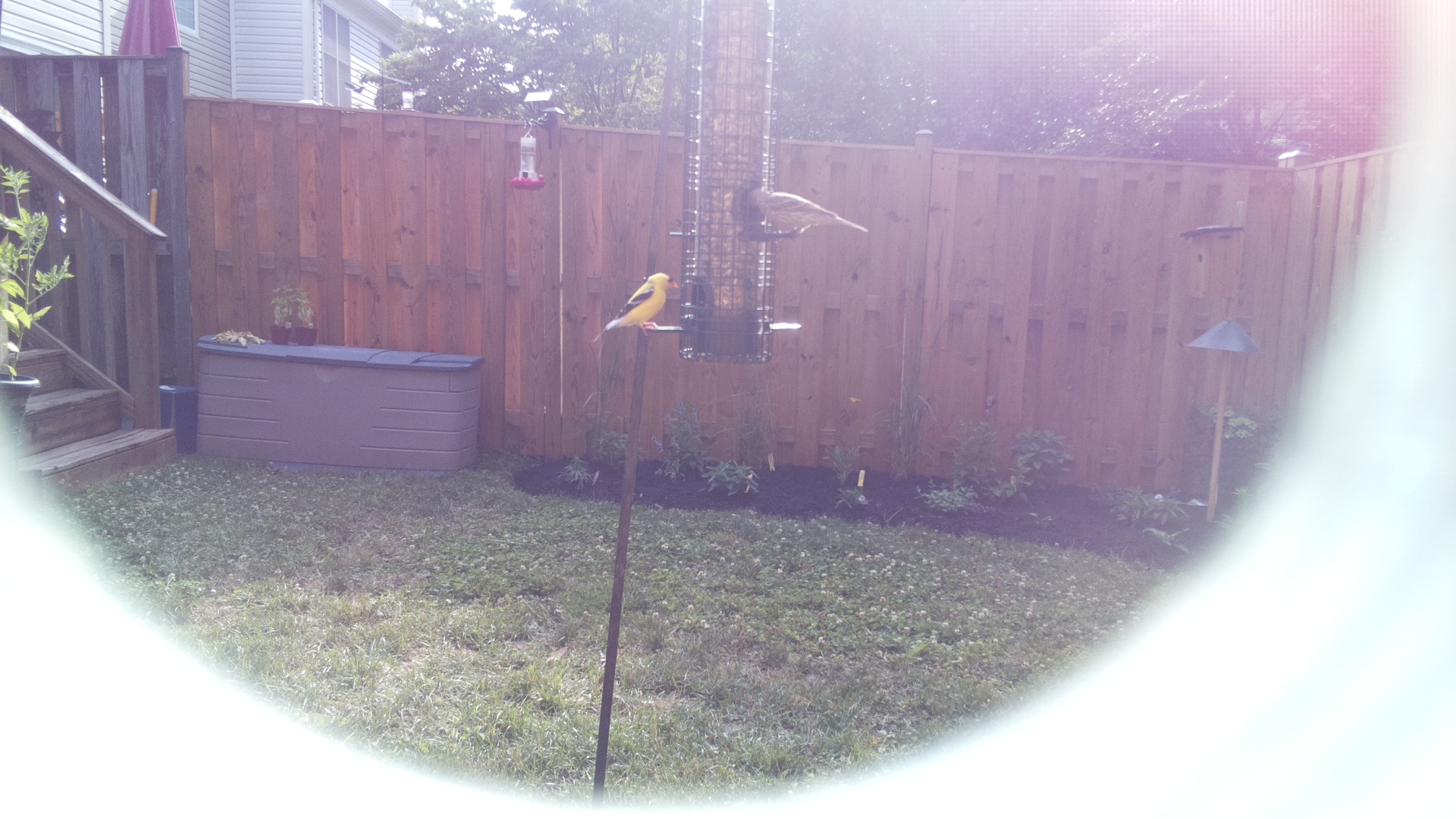 American Goldfinch