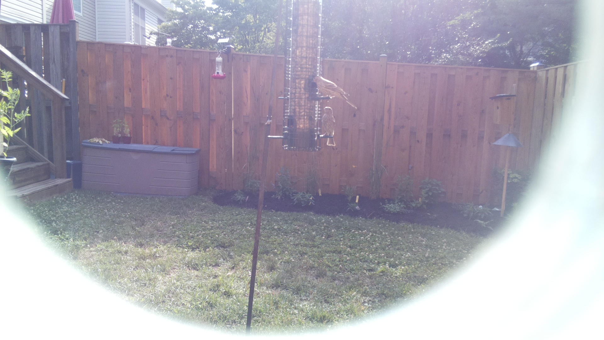Likely Finch