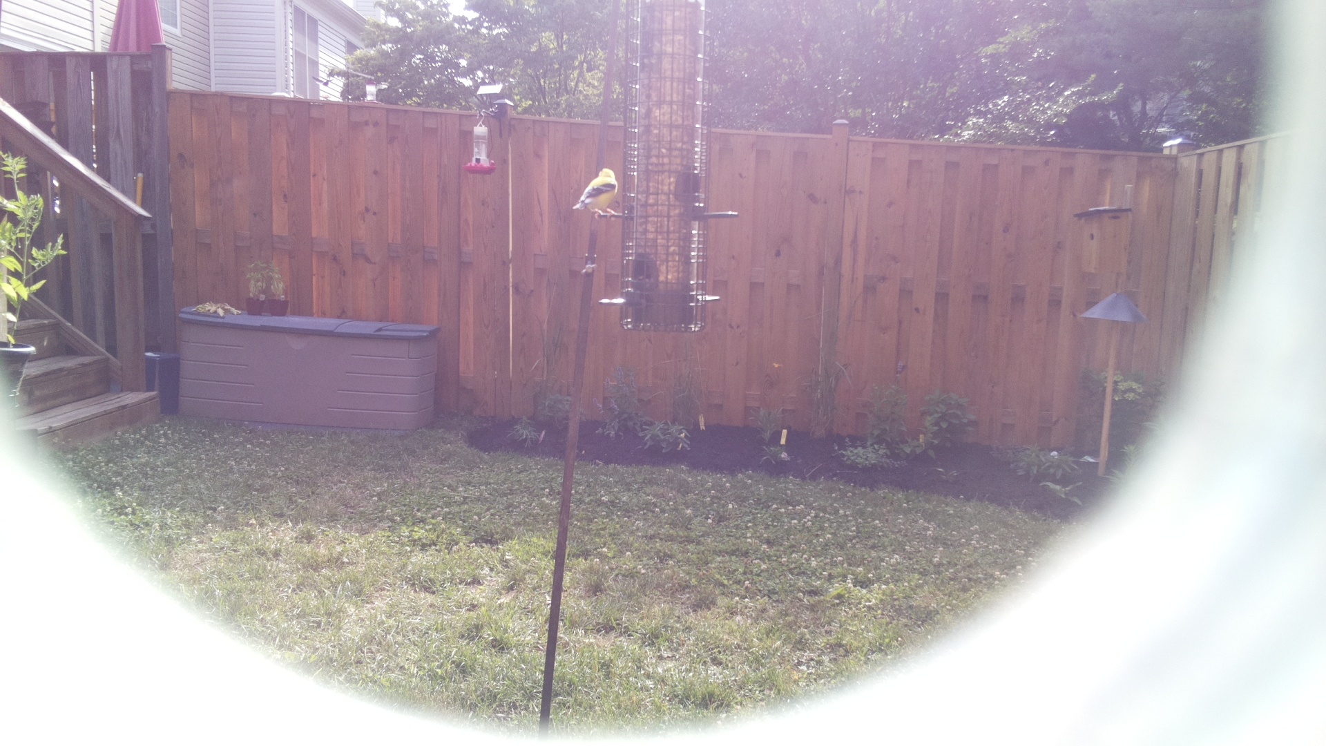 American Goldfinch
