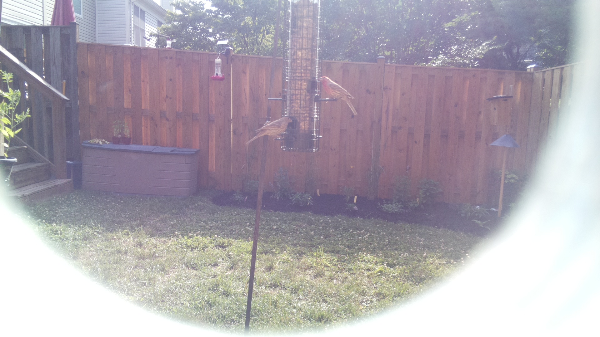 Likely Finch